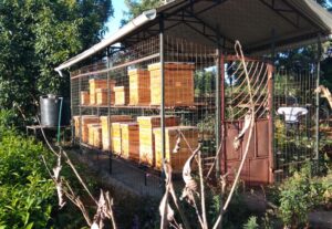 568Looking to establish an apiary? We turn your beekeeping dream to reality!